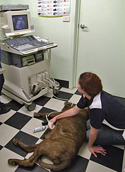 Dee Dee's final ultrasound at Alpine Animal Doctors