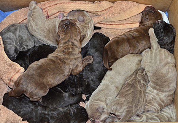 Dee Dee, one of Dr. Bek's own Neapolitan Mastiffs, gives birth to 13 beautiful puppies