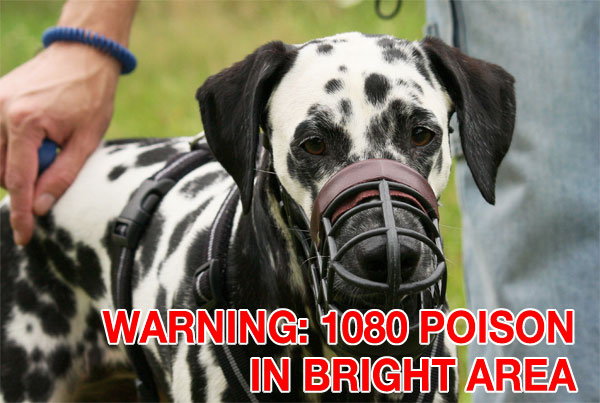 Keep your pet muzzled when walking in areas baited with 1080 poison!