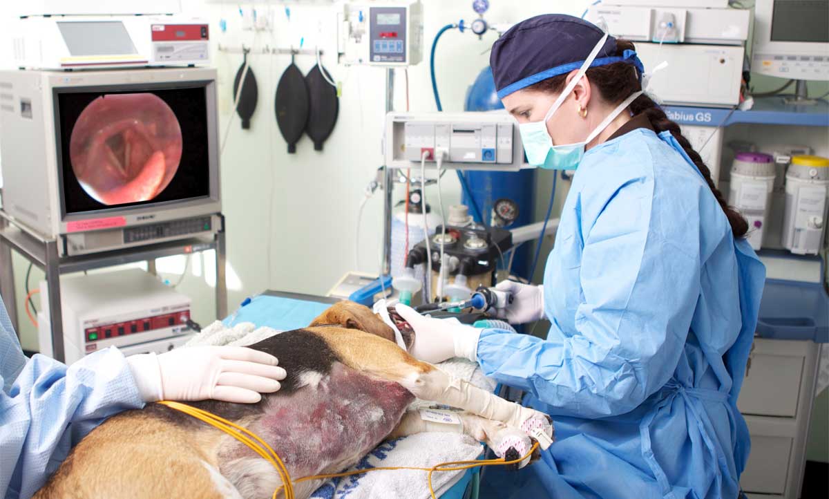 Dr. Bek uses an endoscope to view a hi-res real time image of the respiratory tract of a dog.