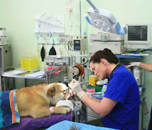 Dr. Bek performs delicate and complex surgery on Major, a British Bulldog suffering from Brachycephalic Airway Syndrome. This kind of surgery can only be carried out in fully equipped operating theatres.